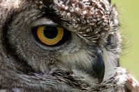 owl (oehoe)