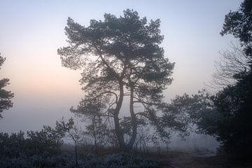 Pine tree on misty morning