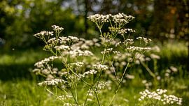 Whistlewort in the woods