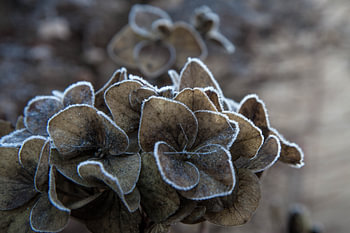 Hortensia met rijp 