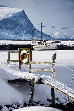 Winter landschap en reiger op Godøy, Ålesund, Noorwegen van qtx