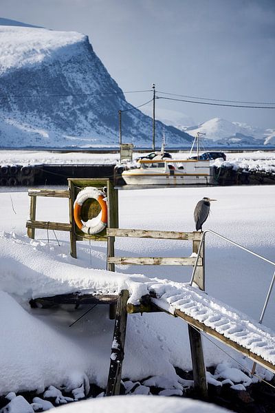 Winter landscape and heron on Godøy, Ålesund, Norway by qtx