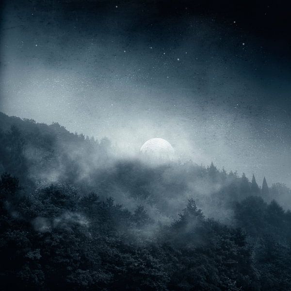 Nachtschatten - Wald im Mondlicht von Dirk Wüstenhagen