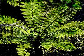 REGENWOUD 3 van Miroslav Ptacek