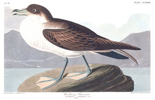 Grote Pijlstormvogel