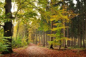 Bos landschap met beukenbomen van Corinne Welp