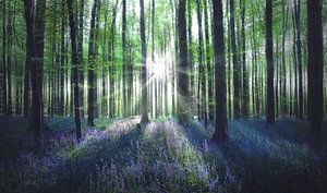 Zonnestralen in het Hallerbos van Rob Visser