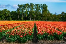 Champs de bulbes colorés dans la région des bulbes sur Arjan van der Veer