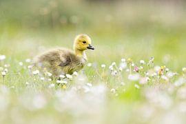 Ein Gänseküken zwischen den Blumen von Ina Hendriks-Schaafsma
