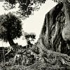 Knoestige olijfboom in Puglia in monochroom van Marco Rutten