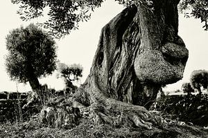 Knoestige olijfboom in Puglia in monochroom