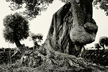 Knoestige olijfboom in Puglia in monochroom