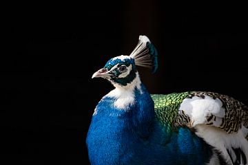 Peacock lying