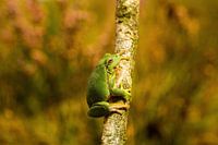 Tree frog