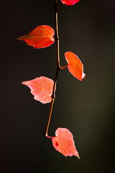 Een sliert met herfst van Marco de Groot