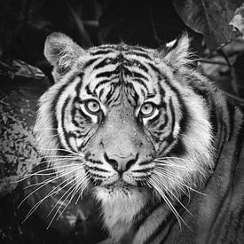 Portrait of Sumatran tiger by Frans Lemmens
