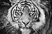 Portret van Sumatraanse tijger van Frans Lemmens