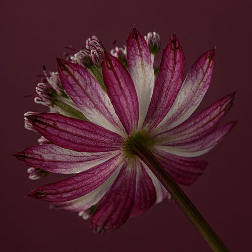 Vierkant met het bloempje van een Zeeuws knoopje (Astrantia Major)