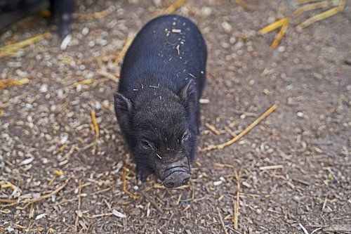 Mini biggetje bij zijn eerste uittocht op de boerderij.