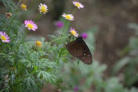 Gestreepte blauwe kraaivlinder op roze bloem van Rieneke Schokker