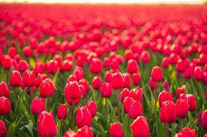 Tulpen auf landwirtschaftlichen Feldern im Frühling