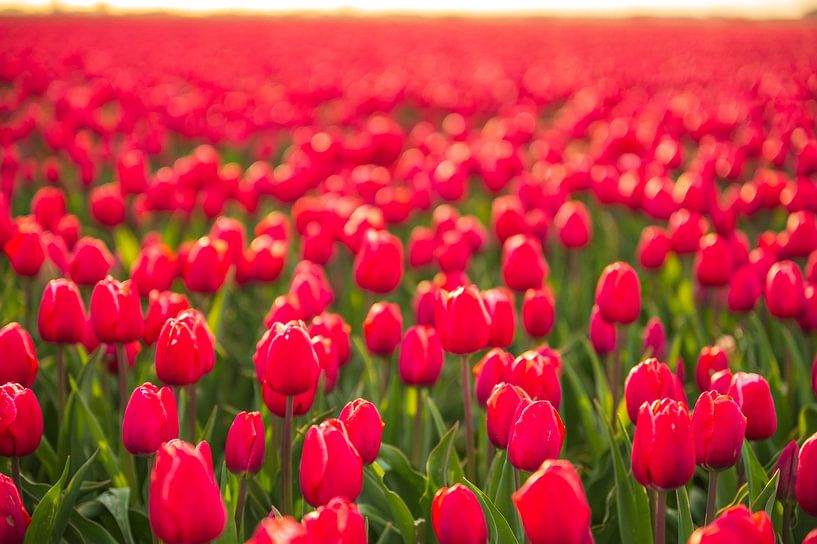 Tulips growing in agricutlural fields during springtime by Sjoerd van der Wal Photography