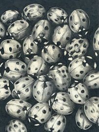 Ladybirds drawn by Ik ben Deb