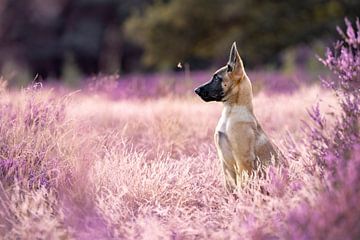 Mechelse herder pup in prachtige bloeiende paarse heide. van Femke Ketelaar