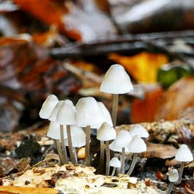 Mushrooms in Forests von Sven Struik