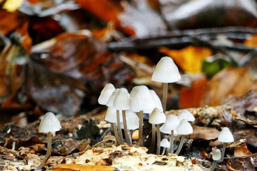 Paddenstoelen in het Bos