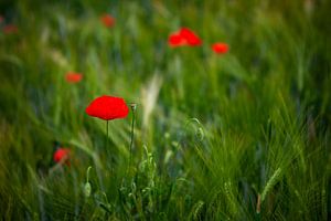 Mohnblumen