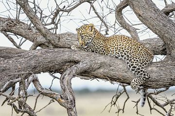 Leopardenjunges erwacht