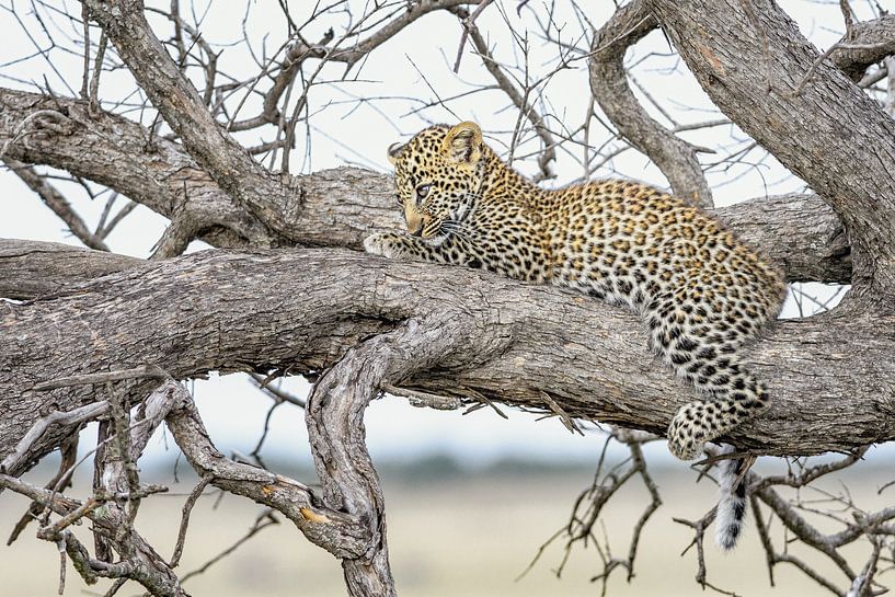 Leopardenjunges erwacht von jowan iven