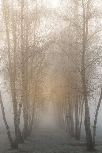 Birches at sunrise in the fog