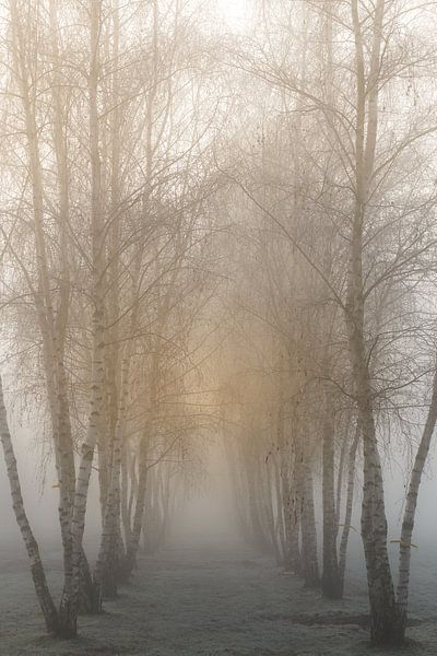 Des bouleaux au lever du soleil dans le brouillard par Margot Hartgers