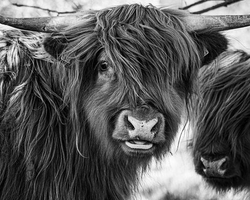 Porträt eines schottischen Hochlandbewohners im FKK-Bereich