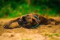 The dog life can be hard