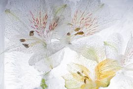 Alstroemeria in ice 3 by Marc Heiligenstein