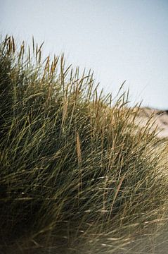 Dunes danoises dans la lumière d'été sur Holly Klein Oonk