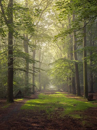 Het Boslaan  in Slochteren in de provincie Groningen
