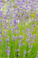 lavendel
