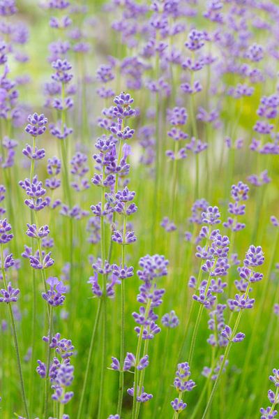 Lavendel von samir Nashashibi