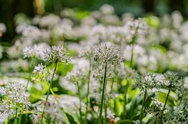 Daslook in het Amsterdamse Bos van Jeroen de Jongh Fotografie