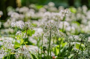 Daslook in het Amsterdamse Bos