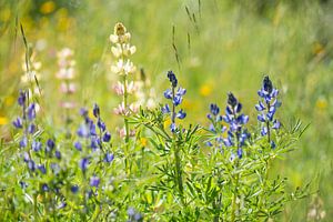 lupins dans l'herbe sur Hanneke Luit