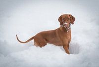 Vizsla im Schnee