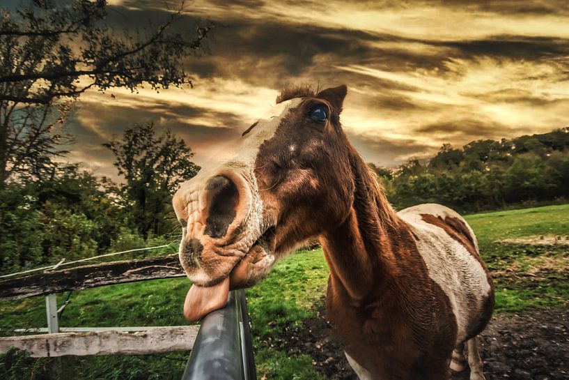 Paard van Johnny Flash