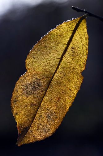 Autumn leaf by Wim Frank