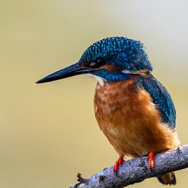 Martin-pêcheur sur Mark de Weger