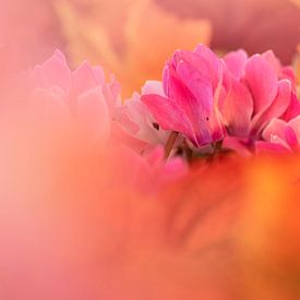 Precious Flowers. van Alie Ekkelenkamp